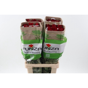 R Gr Freedom 60cm CO FUNZA