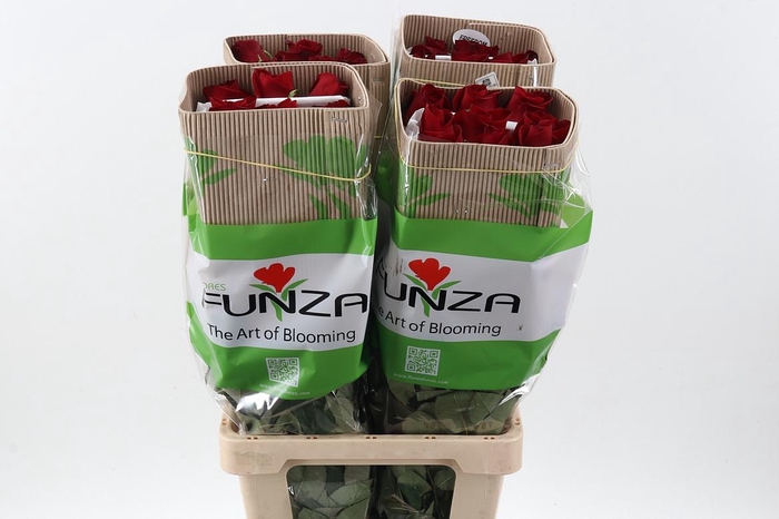 <h4>R Gr Freedom 60cm CO FUNZA</h4>