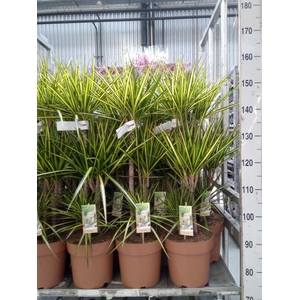 Dracaena marg. 'Sunray'