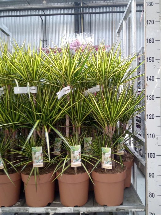 <h4>Dracaena marg. 'Sunray'</h4>