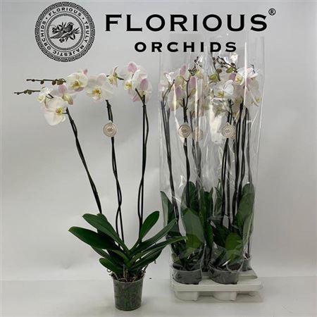 <h4>Phal Ov Wit 3 Branches 20+</h4>