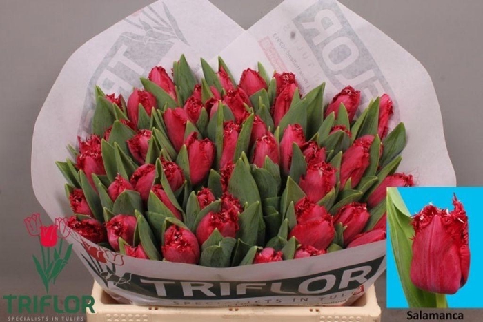 <h4>Tulipa fr salamanca</h4>