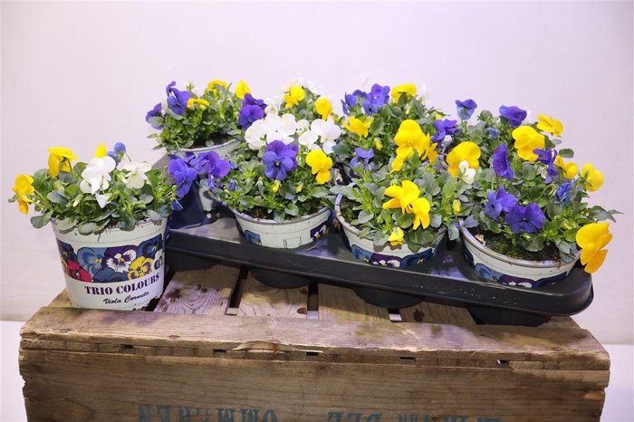 <h4>arr8 Vio Tricolor</h4>