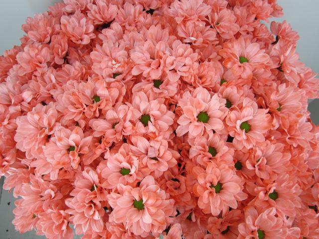 <h4>Chr T Bacardi Rose</h4>