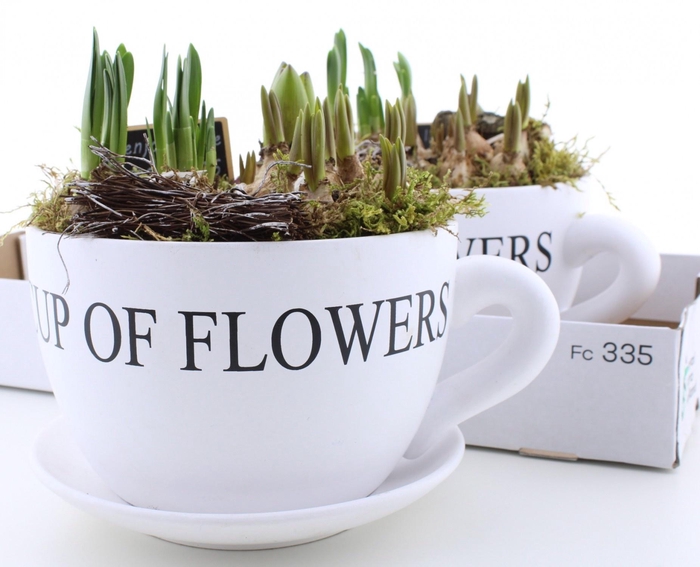 <h4>BOLBLOEMEN OV</h4>