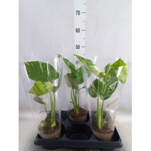 Monstera delic. 'Thai Constellatio'