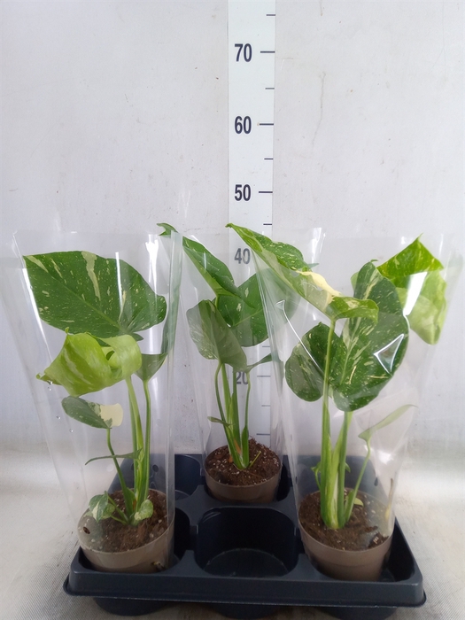 <h4>Monstera delic. 'Thai Constellatio'</h4>