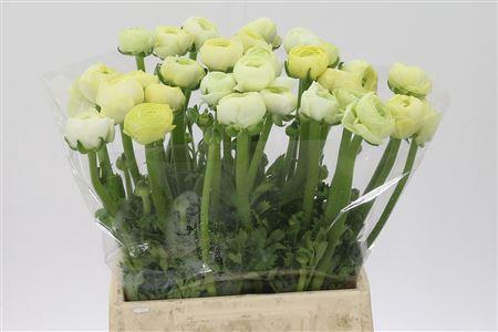 <h4>Ran Aazur Cream</h4>