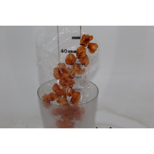 PLANTA SECA BOUGAINVILLE LARANJA 40CM