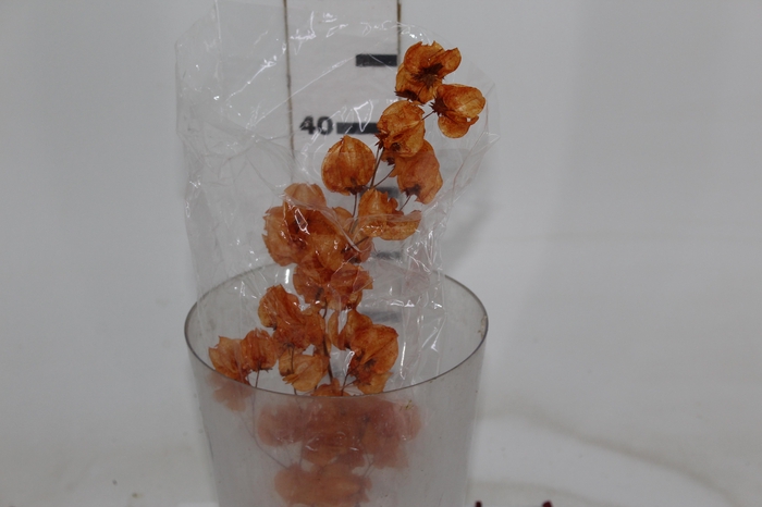 <h4>PLANTA SECA BOUGAINVILLE LARANJA 40CM</h4>