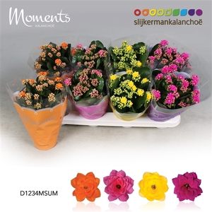 Kalanchoe Moments - Summer Moments