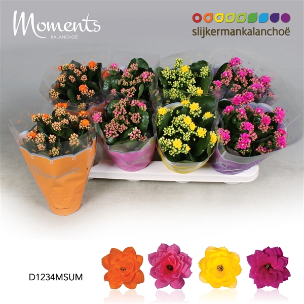 <h4>Kalanchoe Moments - Summer Moments</h4>