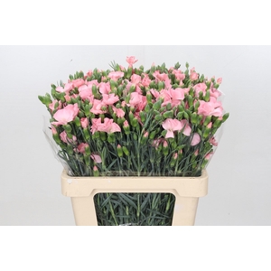 Dianthus Sp Solomio Cas