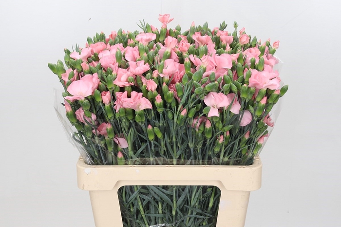 <h4>Dianthus Sp Solomio Cas</h4>