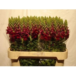 Antirrhinum red