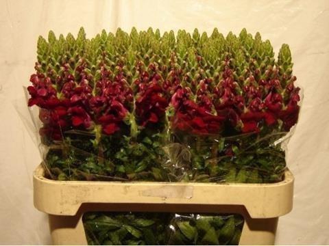 <h4>Antirrhinum red</h4>