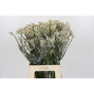 Kangaroo Paw Bush Diamond