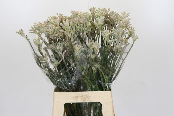 Kangaroo Paw Bush Diamond