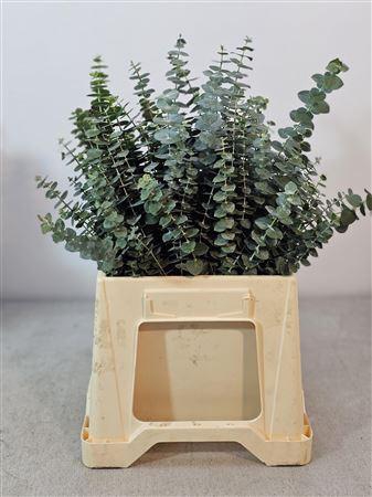 <h4>Euc Baby Blue Kort Afrika 50 Cm</h4>