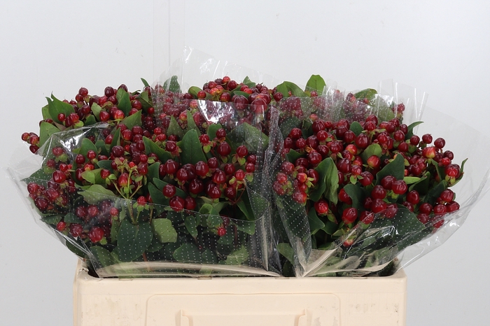 <h4>Hyp Mag Cherry</h4>