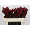 Leucadendron Saf Sunset Dark R.