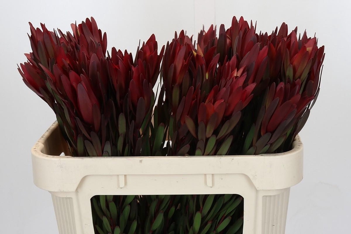 <h4>Leucadendron Saf Sunset Dark R.</h4>