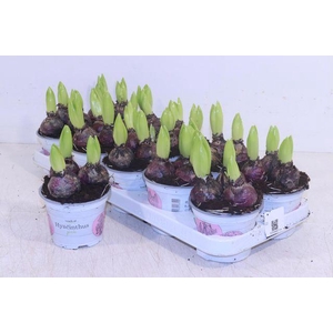 HYACIN PINK PEARL P12