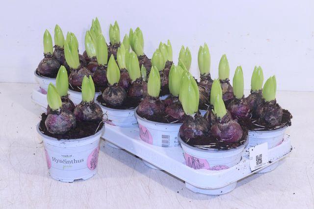 <h4>HYACIN PINK PEARL P12</h4>