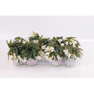 Begonia Beauvilia White