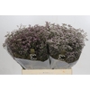 Limonium ov Safora Oshi Pink
