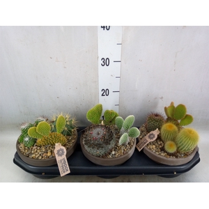 Arr.  Cactus L%