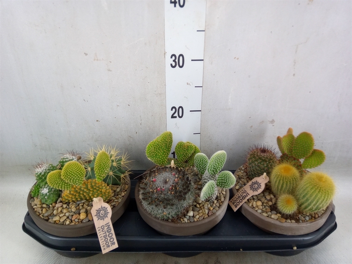 <h4>Arr.  Cactus L%</h4>