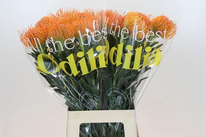 <h4>Nutans Ayoba Peach</h4>