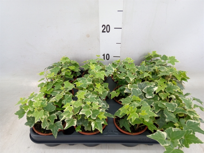 <h4>Hedera helix 'Eva'</h4>