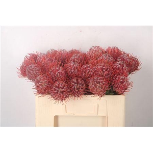 Leuco Co Scarlet Ribbon Red