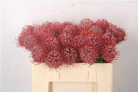 <h4>Leuco Co Scarlet Ribbon Red</h4>