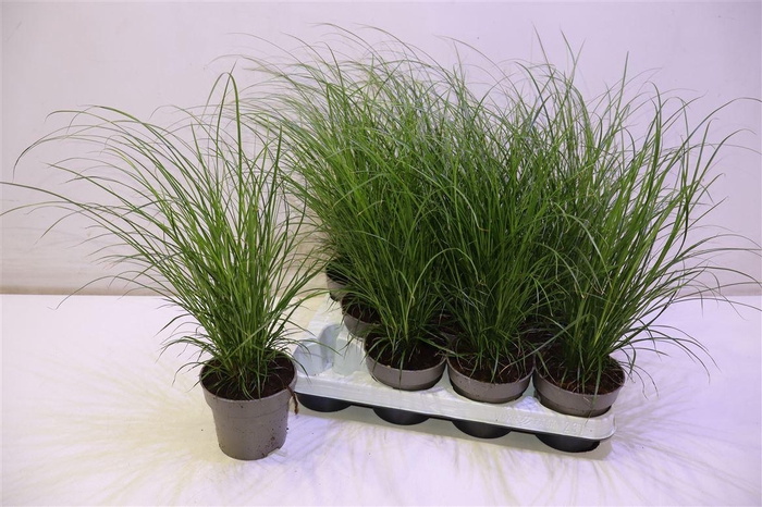 <h4>arr8 Carex Brunnea</h4>