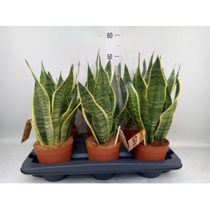 Sansevieria trifa. 'Futura Superba'