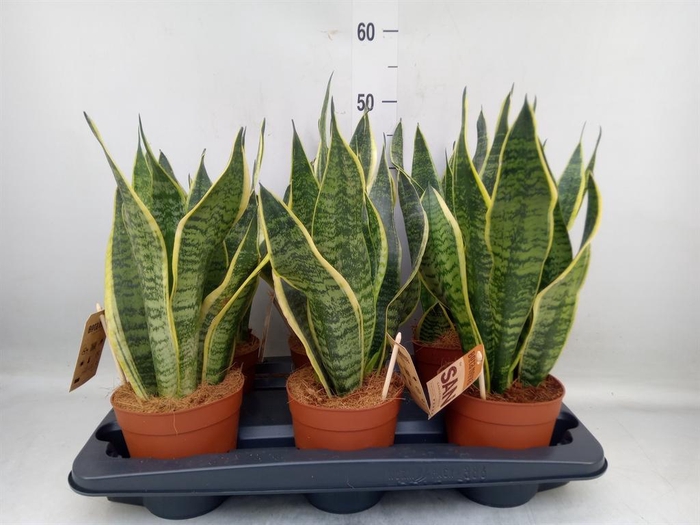 <h4>Sansevieria trifa. 'Futura Superba'</h4>
