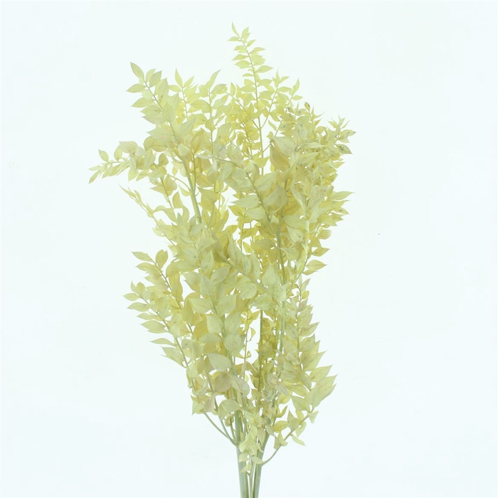 <h4>Pres Ruscus Bleached Pastel Creme Per Stem</h4>