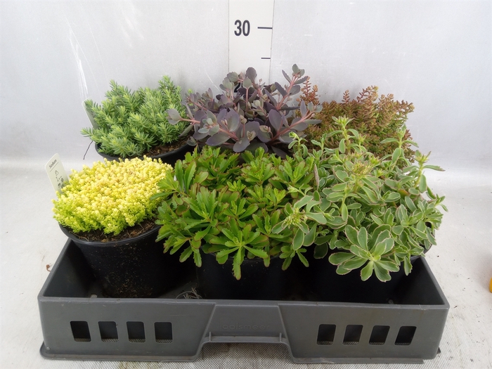 <h4>Sedum   ...mix</h4>