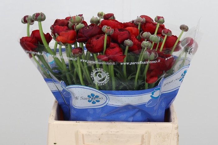 <h4>Ran Su Tango</h4>