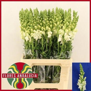 Antir Poto Earl Whit