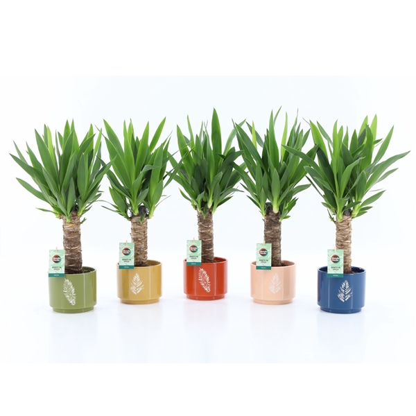 <h4>Yucca 25cm Hout 3+ kop in Artistique Keramiek</h4>