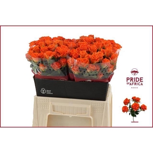 Rosa spray picanto