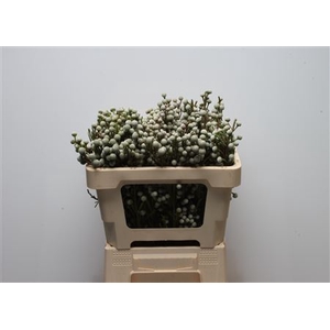 Kaaps Brunia Spray