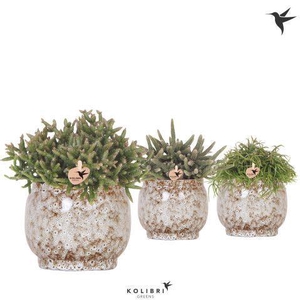 Kolibri Greens Rhipsalis mix in Safari pot