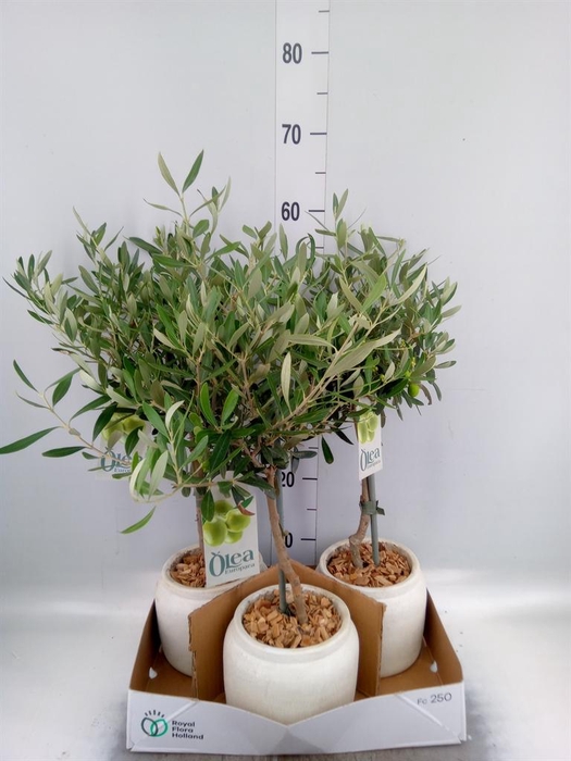 <h4>Arr. Tuinplanten H%</h4>