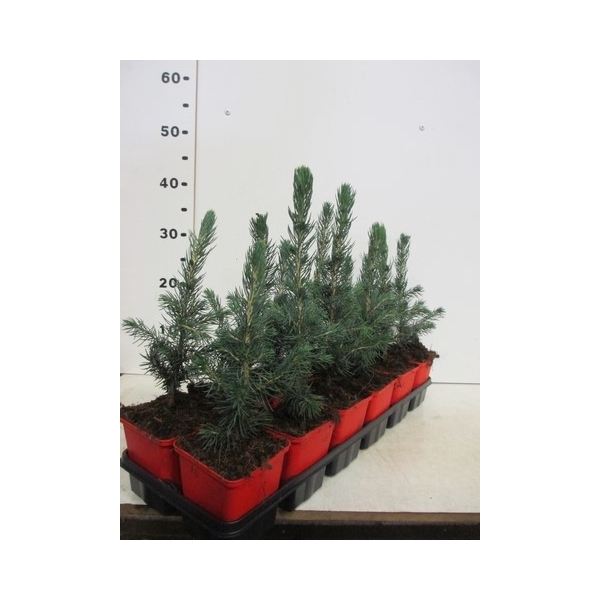<h4>Picea pungens Super Blue 12-18, P9</h4>