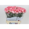 Dianthus St Poirot Bianco